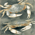 Two crabs on a textured gray background with subtle patterns