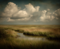 Marsh landscape with grasses and a small stream under a cloudy sky.