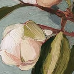 close up image of flower bud in a soft pink color