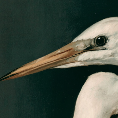 Close-up of a heron's head with a dark background