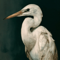 White heron with a dark background