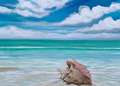 Shoreline Reverie – dreamy shell and seascape fine art print by Paula Freeman, soft coastal tones