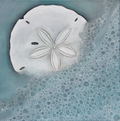Sand Dollar Delight - coastal fine art print by Paula Freeman, soft ocean tones and painterly textures