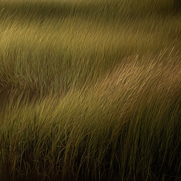 Close-up of tall grass with a focus on texture and color.